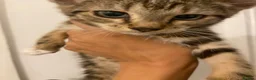 Mixed Breed cats for sale: Two kittens for sale  - Advert 4