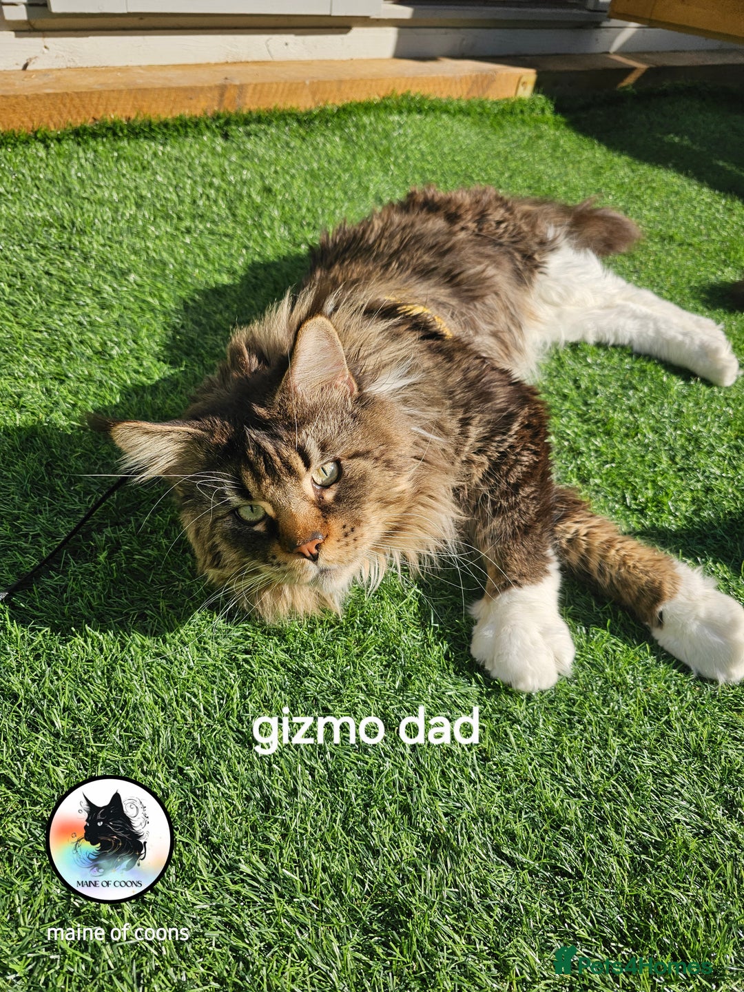 Maine Coon cats for sale: Maine coon kittens - Image 25
