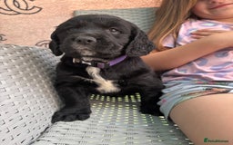 Cockerdor dogs for sale: 3 beautiful cockerador baby’s  - Image 15