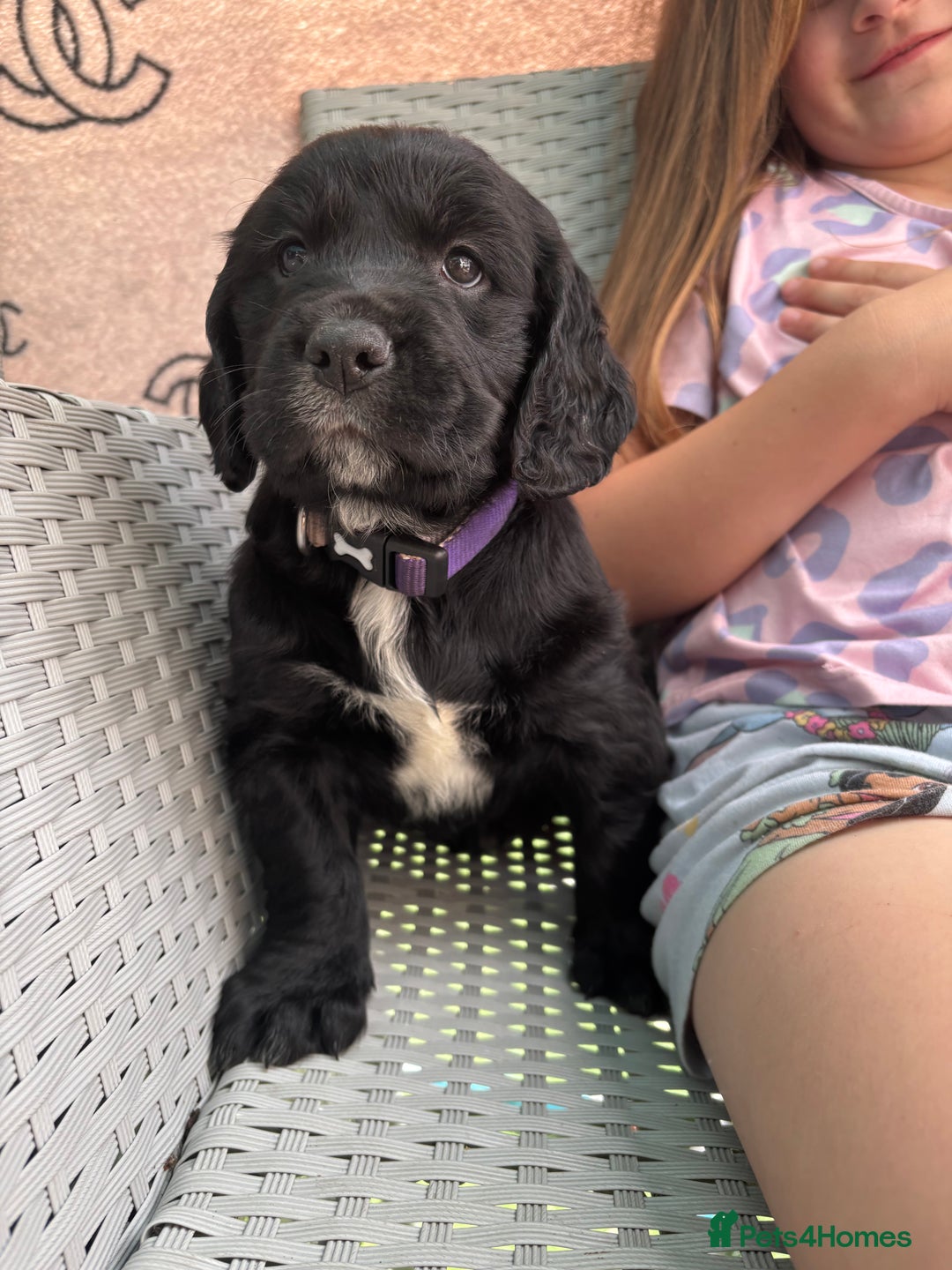 Cockerdor dogs for sale: 3 beautiful cockerador baby’s  - Image 15