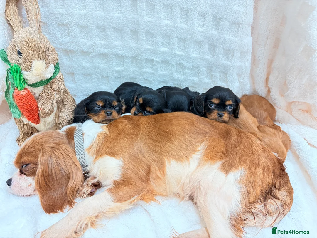 Cavalier King Charles Spaniel dogs for sale: Cavalier King Charles spaniel - Advert 4