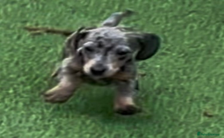 Dachshund dogs - Advert 1