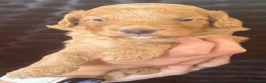 Cockapoo 5