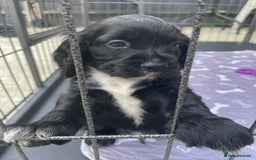 Mixed Breed dogs for sale: Puppies  - Image 3