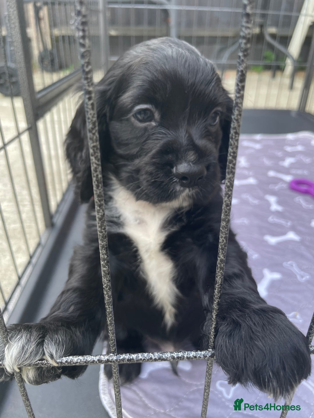 Mixed Breed dogs for sale: Puppies  - Image 3