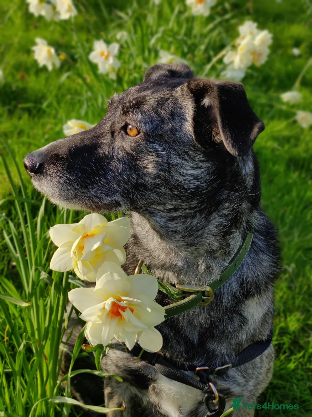 Mixed Breed dogs for sale: Meet Zoya: Clever, Affectionate AdventureCompanion in Glasgow - Advert 1