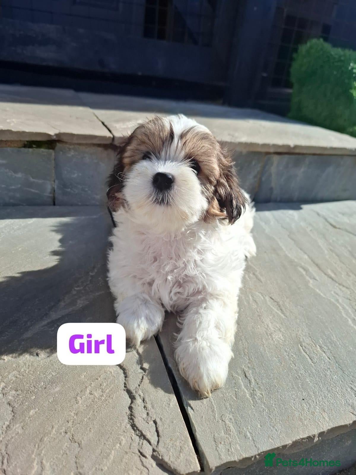 Shichon dogs Shichon puppies - Advert 1
