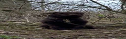 Patterdale Terrier dogs for sale: Patterdale puppies - Advert 7