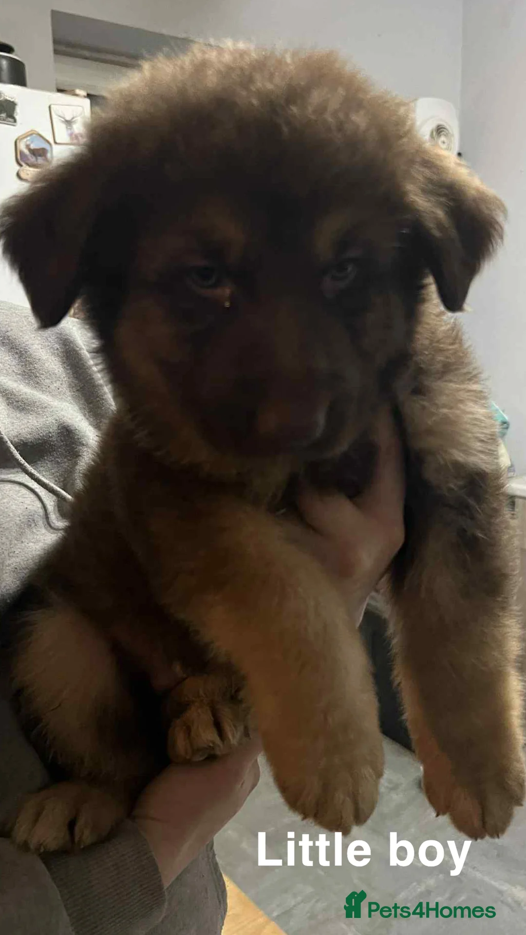 German Shepherd dogs for sale: Beautiful liver and tan German Sheperd - Advert 4