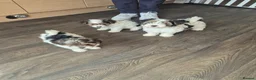 Biewer Terrier dogs for sale: 4 beautiful Yorkshire Biewer terrier puppies in Blackpool - Advert 8