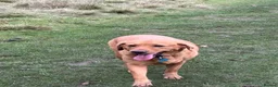 Labrador Retriever dogs for sale: 5 year old male fox  red Labrador  in Boldon Colliery - Advert 1