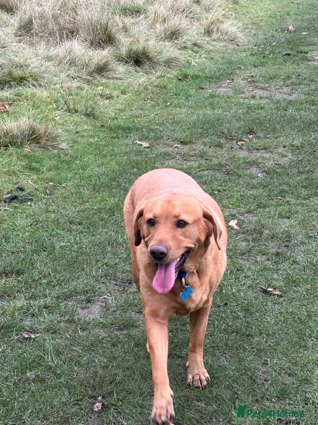 Labrador Retriever dogs for sale: 5 year old male fox  red Labrador  in Boldon Colliery - Advert 1