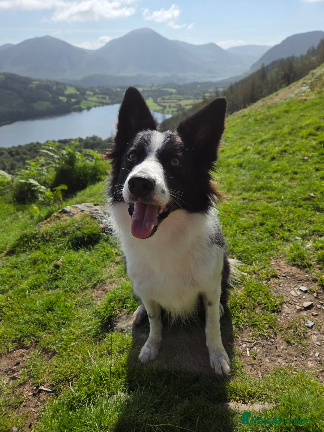 Border Collie dogs for sale: Border Collie for rehoming  - Advert 6