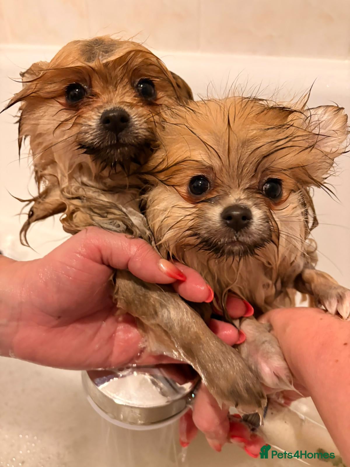 Pomeranian dogs KC Pomeranian Girls - Advert 8