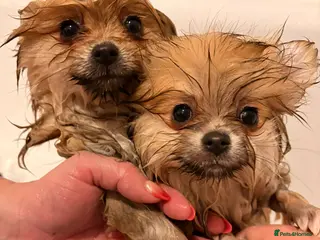 Pomeranian dogs KC Pomeranian Girls - Advert 8