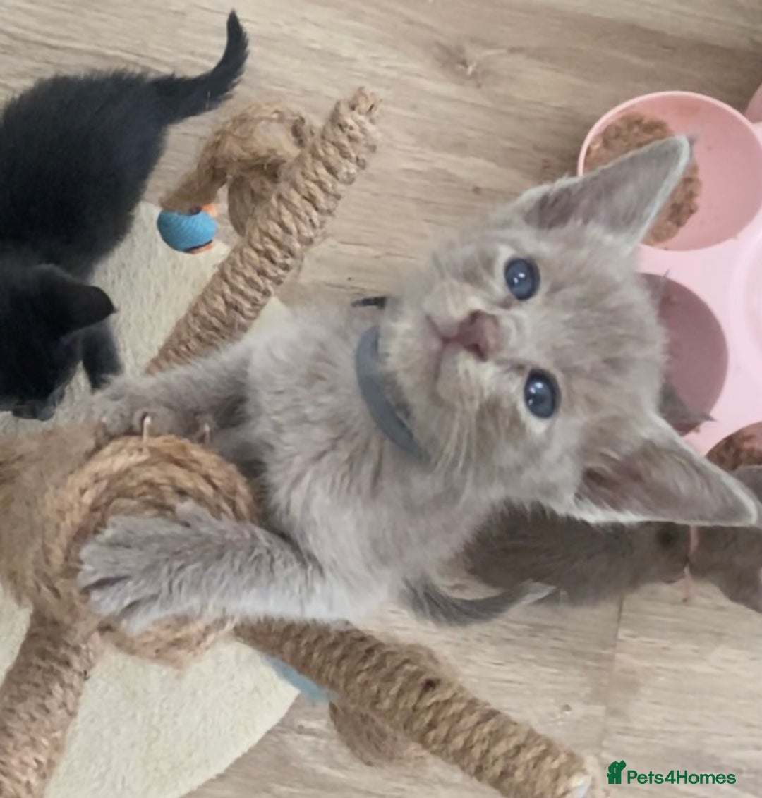 Mixed Breed cats for sale: Oriental X Siamese kittens  - Image 24