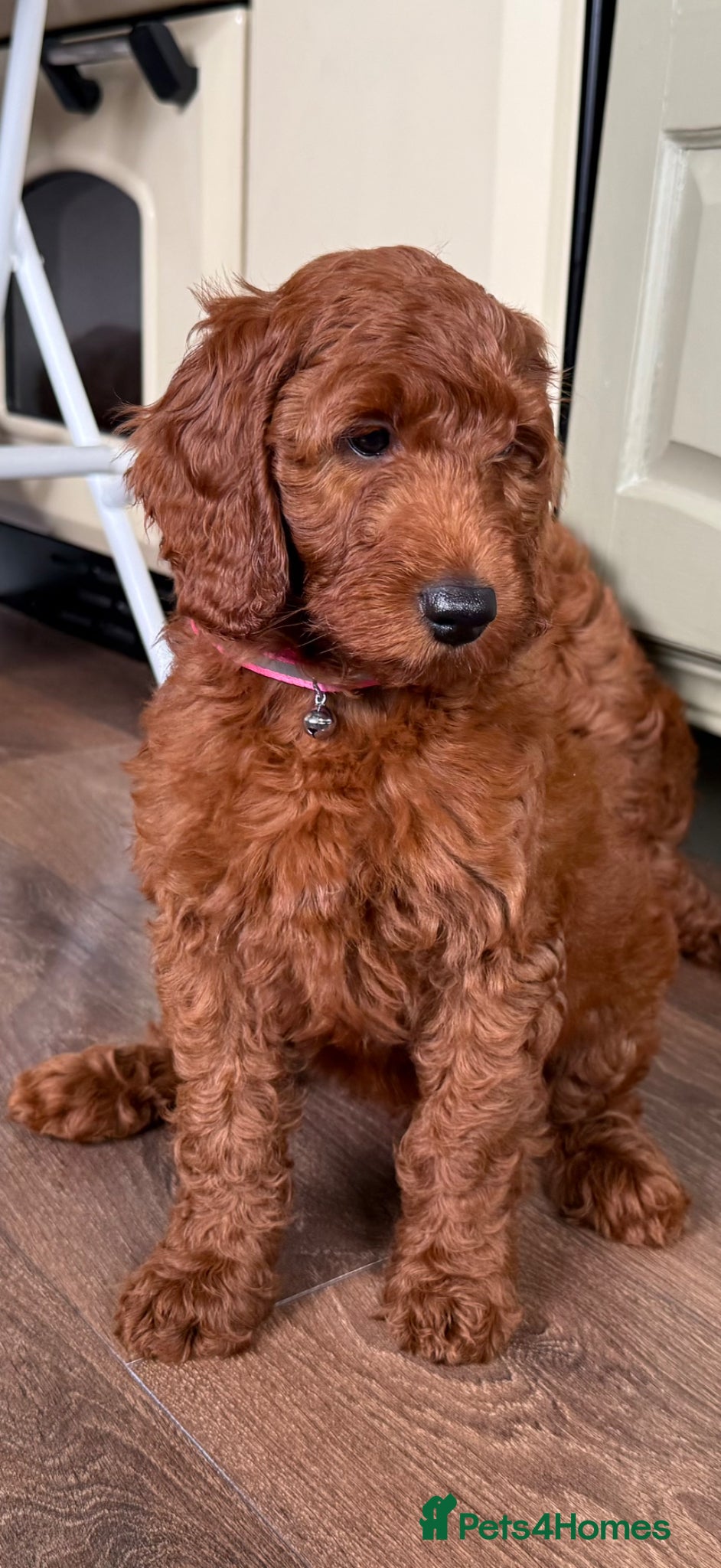 Irish Doodle dogs 🐾 Irish doodles 🐾 READY NOW - Advert 1