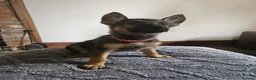 German Shepherd dogs for sale: Straightback German shepherd  - Advert 7