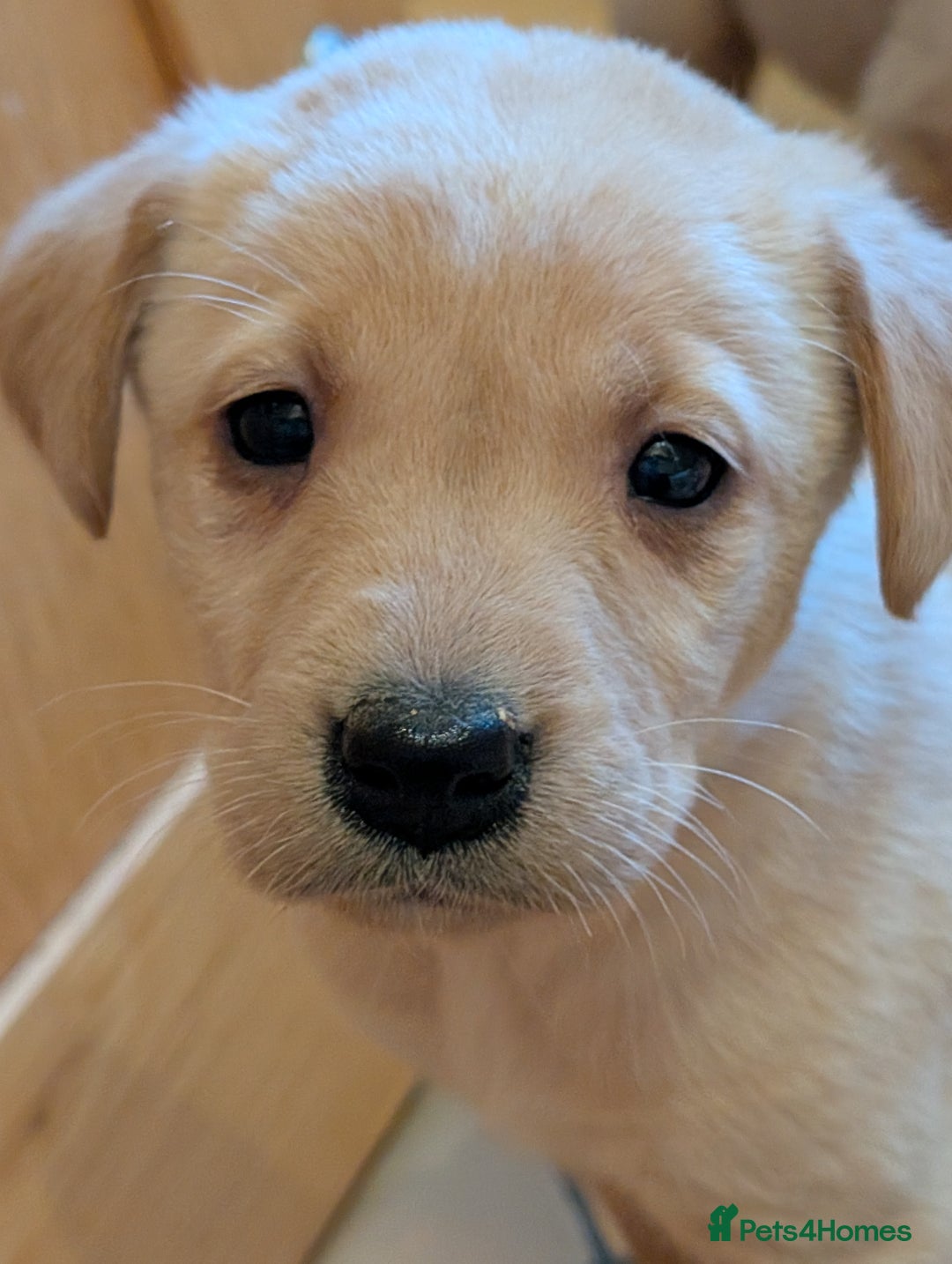 Labrador Retriever dogs for sale: Stunning litter of Labrador retriever pups  - Advert 34