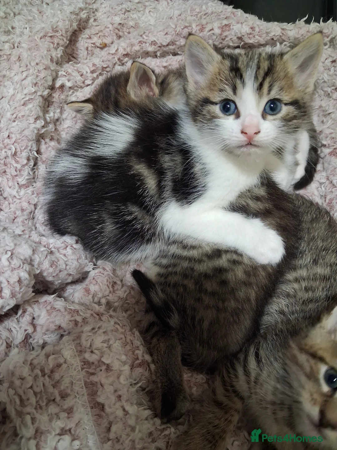 Ragcoon cats for sale: 3 beautiful ragdoll cross bengal mix kittens - Advert 4