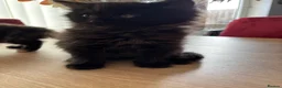 Mixed Breed cats for sale: 3 kittens  - Advert 2