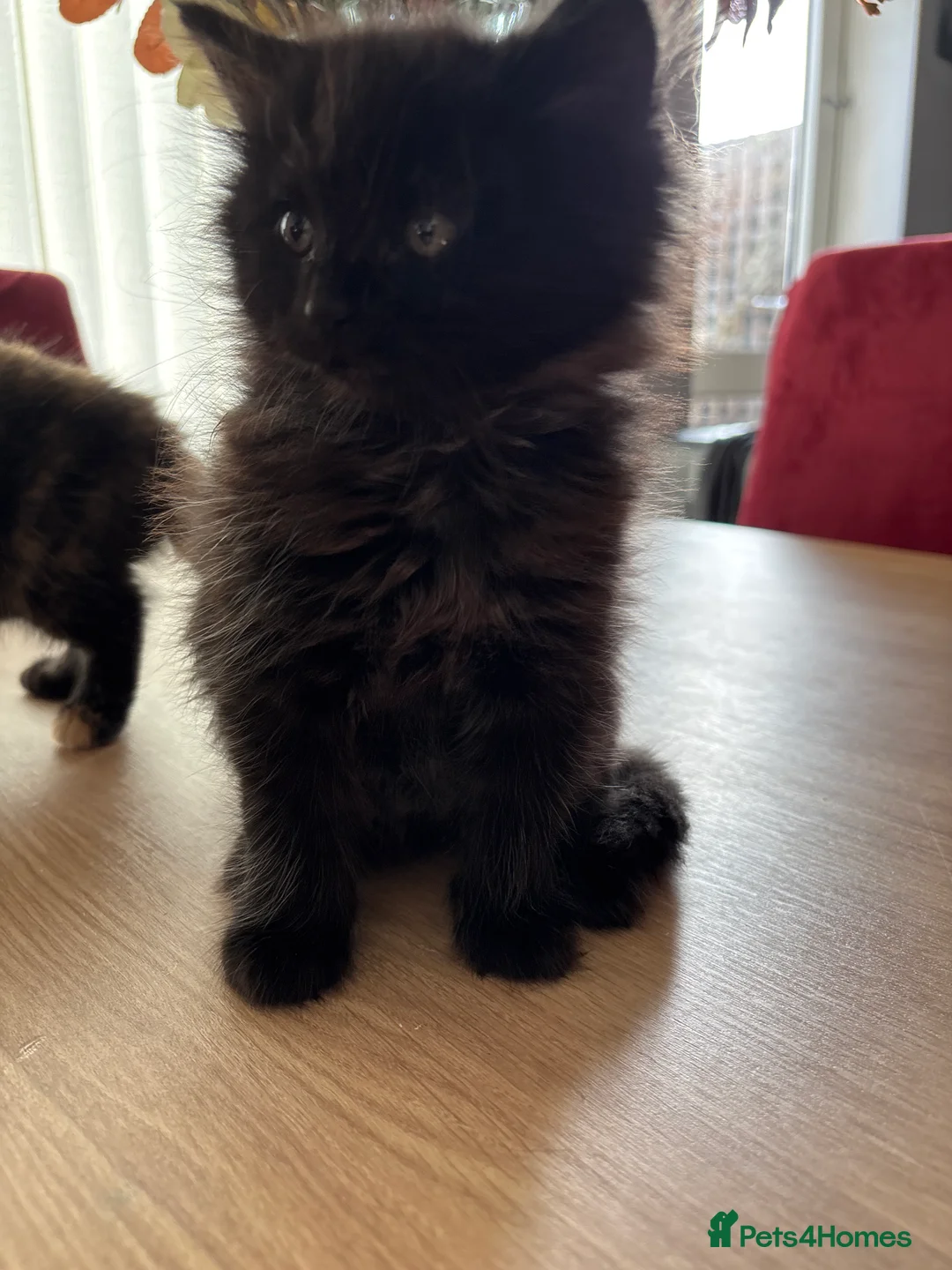 Mixed Breed cats for sale: 3 kittens  - Advert 2