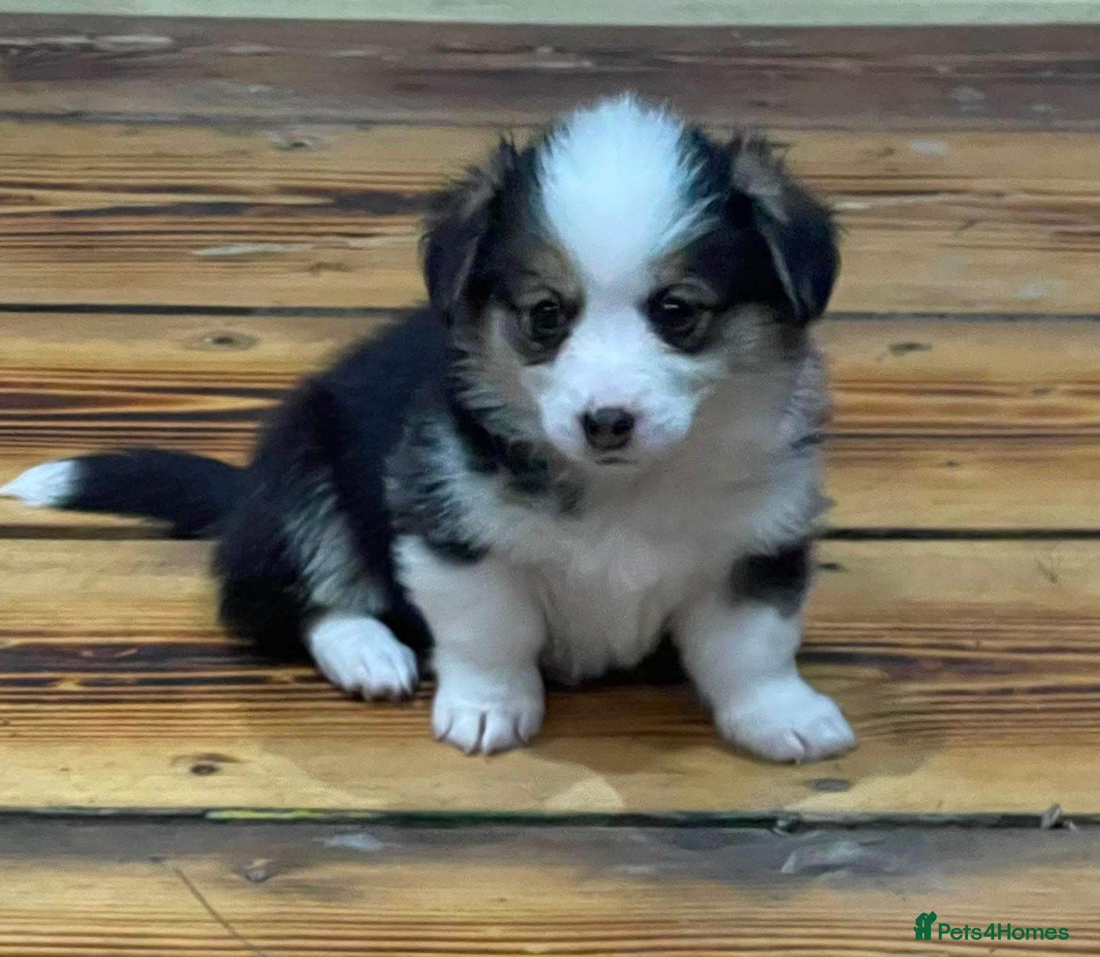 Welsh Corgi Pembroke dogs KC registered health tested parents  - Advert 16