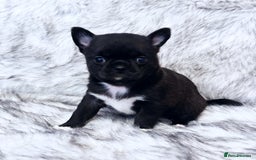 Chihuahua dogs for sale: KC REG HEALTH TESTED CHIHUAHUA BABIES - Image 6