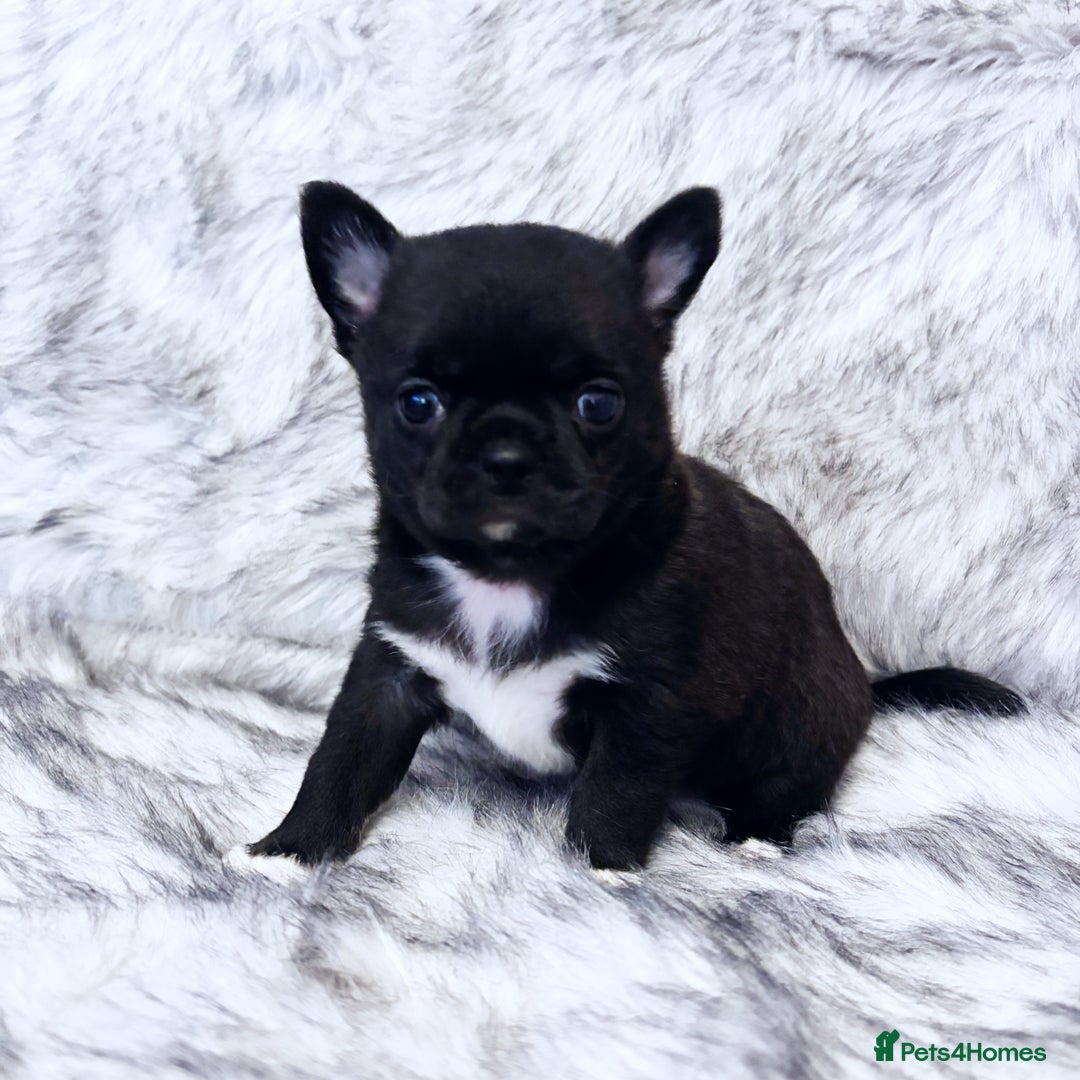 Chihuahua dogs for sale: KC REG HEALTH TESTED CHIHUAHUA BABIES - Image 6