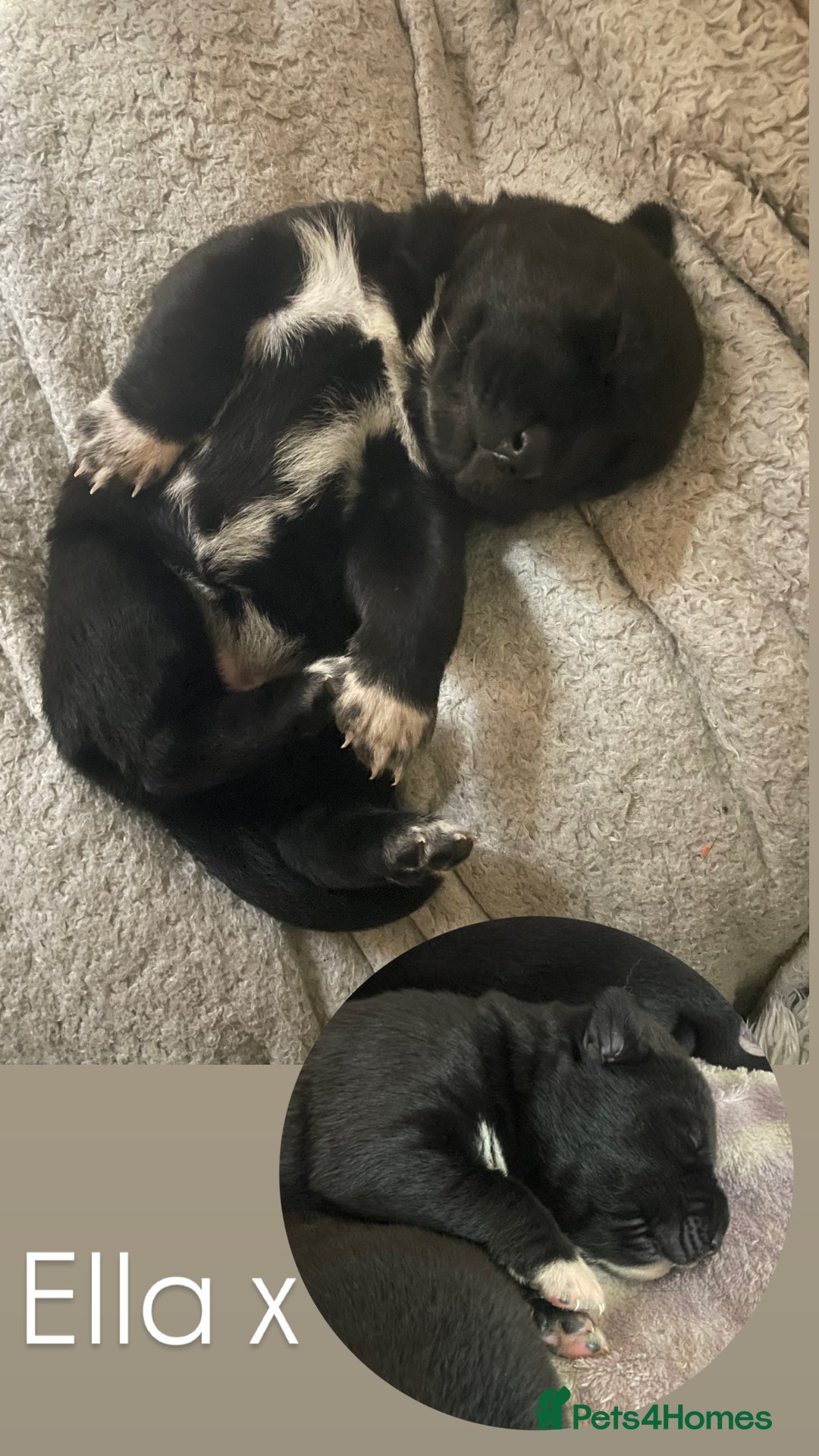 Mixed Breed dogs for sale: Labrador cross with Siberian husky  - Advert 21