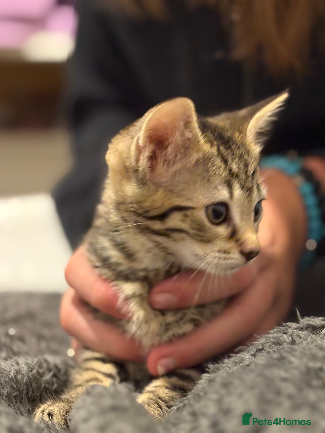 Mixed Breed cats for sale: Two tabby kittens ready to go now  - Image 6