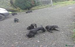 Sprocker dogs for sale: 8 gorgeous Sprocker puppies  - Image 13