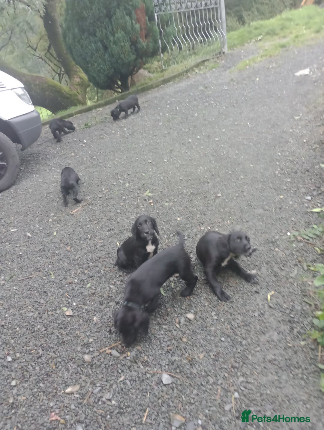 Sprocker dogs for sale: 8 gorgeous Sprocker puppies  - Image 13