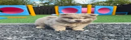 Chow Chow dogs for sale: Stunning exotic colour chowski puppies for sale  - Advert 35