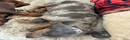 Miniature Dachshund dogs for sale: 💫❤️Supreme miniature dachshund puppies❤️💫  - Advert 3