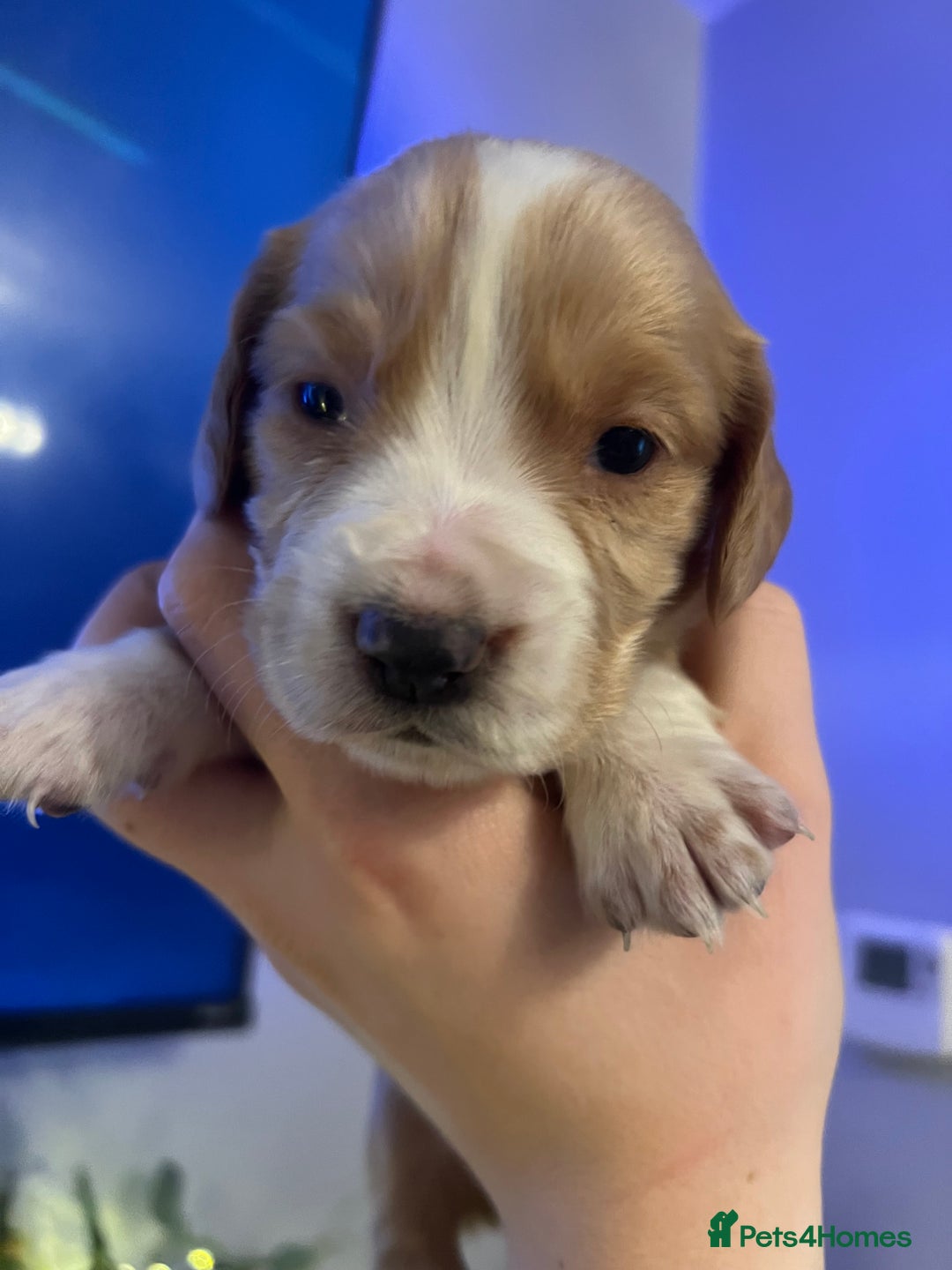 Cocker Spaniel dogs for sale: Cocker spaniel puppies  - Advert 17