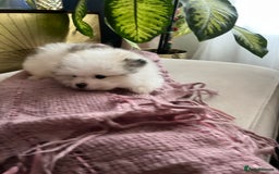 Mixed Breed dogs for sale: Maltipom  - Image 7