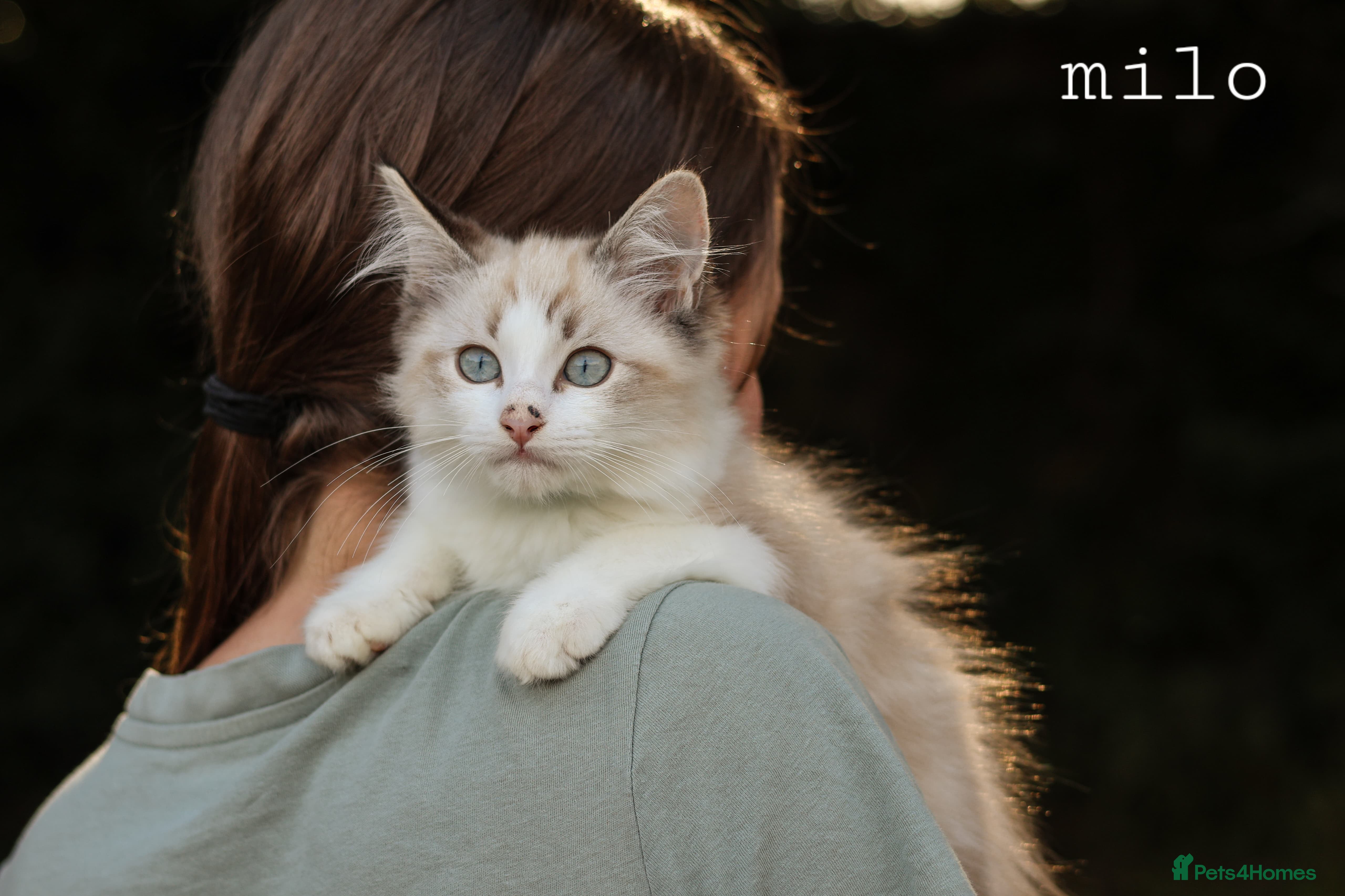 Ragdoll cats Tica Registered 💎 Ragdoll Kittens - Advert 2