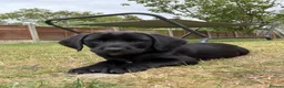 Cockerdor dogs for sale: 1 BEAUTIFUL COCKERDOR LEFT TO FIND FOREVER HOME - Advert 2