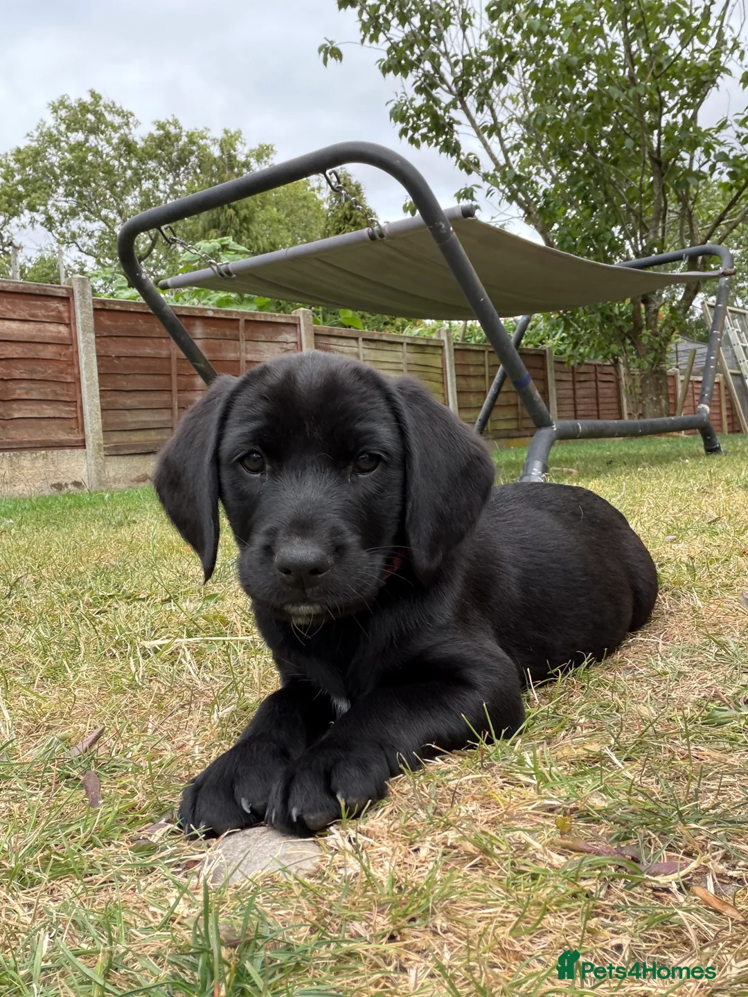 Cockerdor dogs for sale: 1 BEAUTIFUL COCKERDOR LEFT TO FIND FOREVER HOME - Advert 2