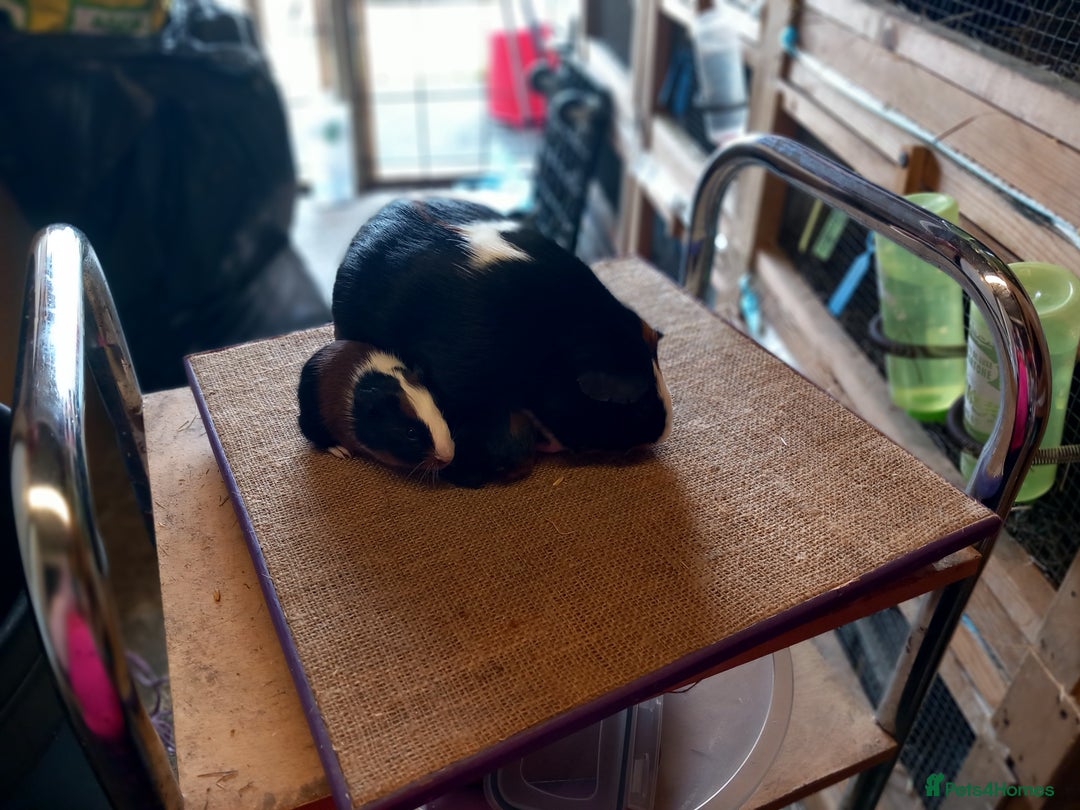 Guinea Pig rodents for sale: Baby guinea pigs for sale  - Image 6