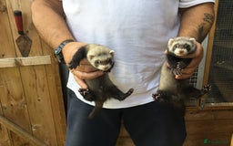 Ferret rodents for sale: Ferrets For Sale  - Image 14