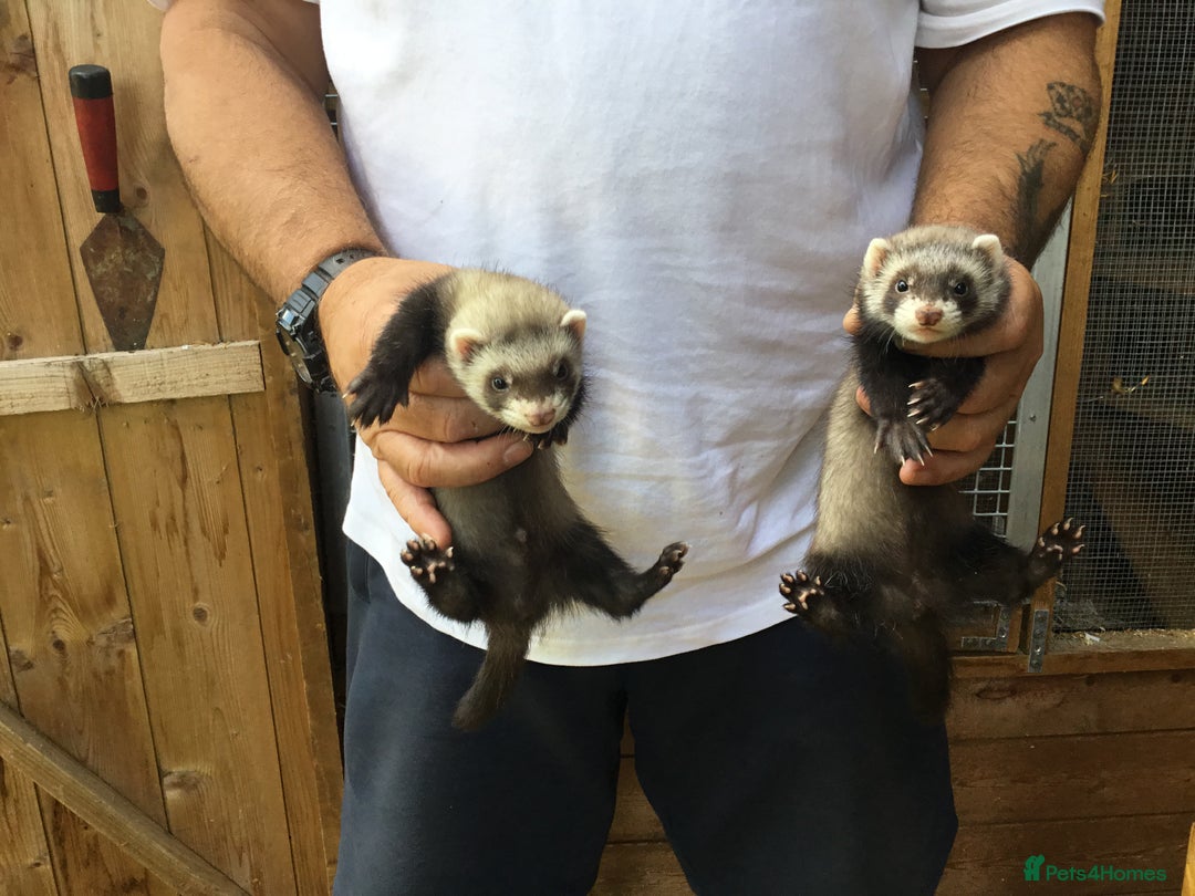 Ferret rodents for sale: Ferrets For Sale  - Image 14
