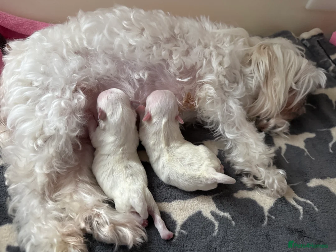 Maltese dogs for sale: Exceptional quality KC reg tiny Maltese  - Advert 9