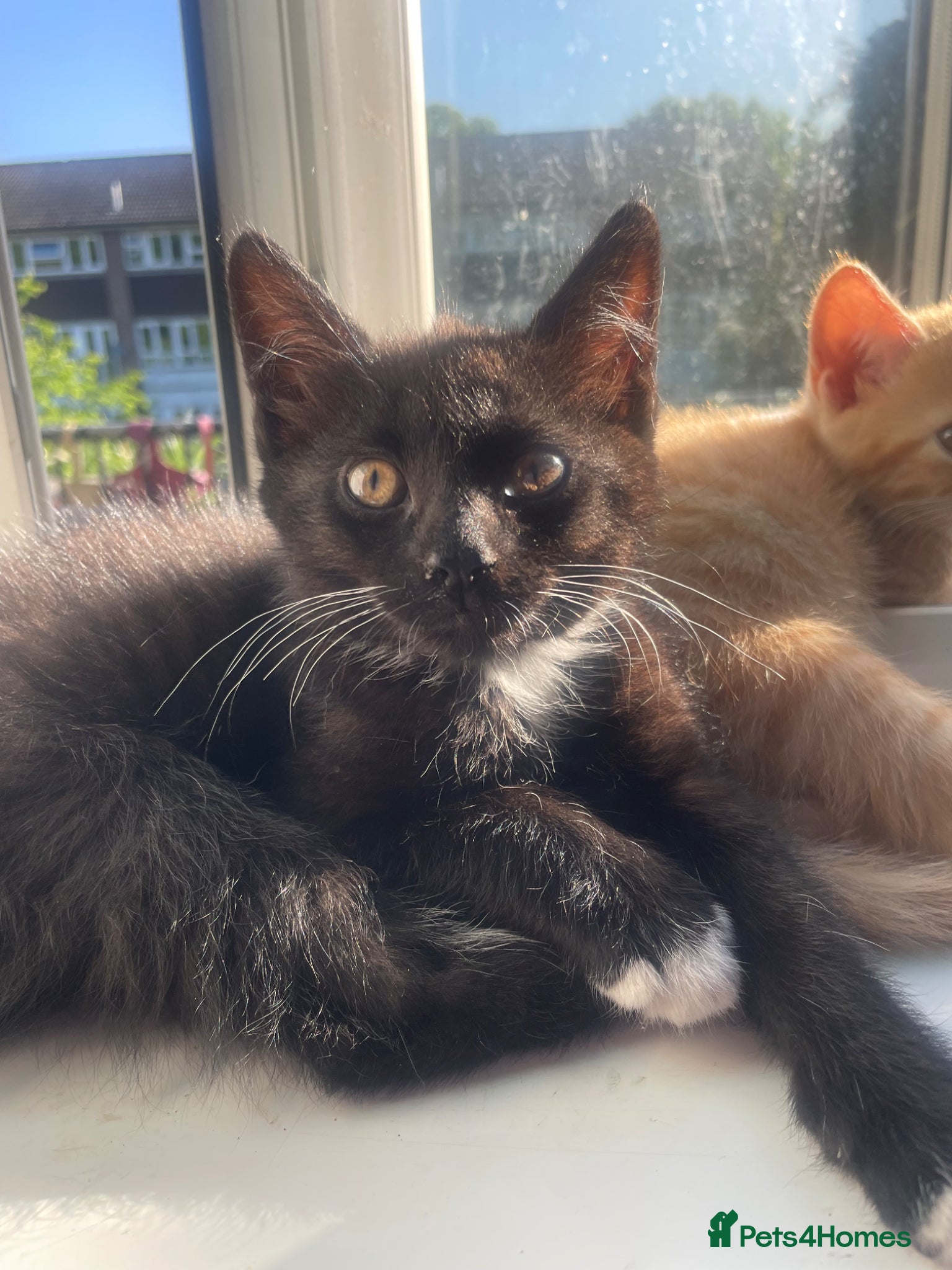 Mixed Breed cats for sale: Healthy kittens for sale  - Advert 7