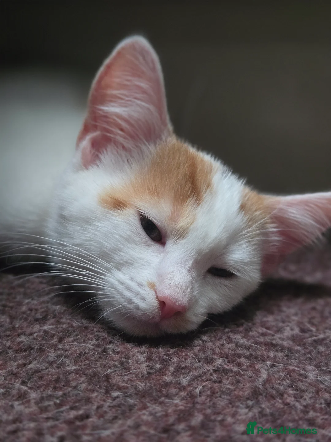 Mixed Breed cats for sale: LAST kitten left!  - Advert 1