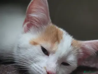 Mixed Breed cats LAST kitten left! - Advert 1