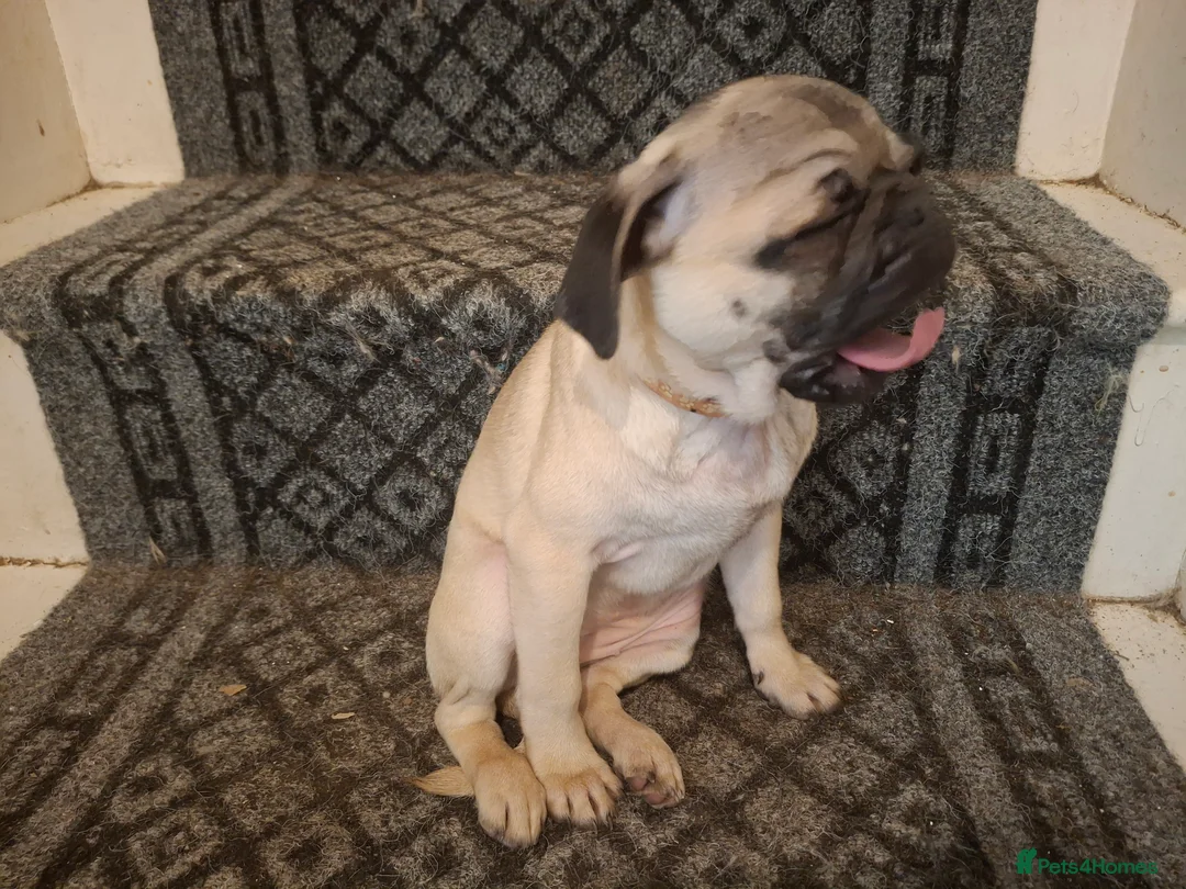 Pug dogs for sale: Lovely pug pups for sale - Advert 11