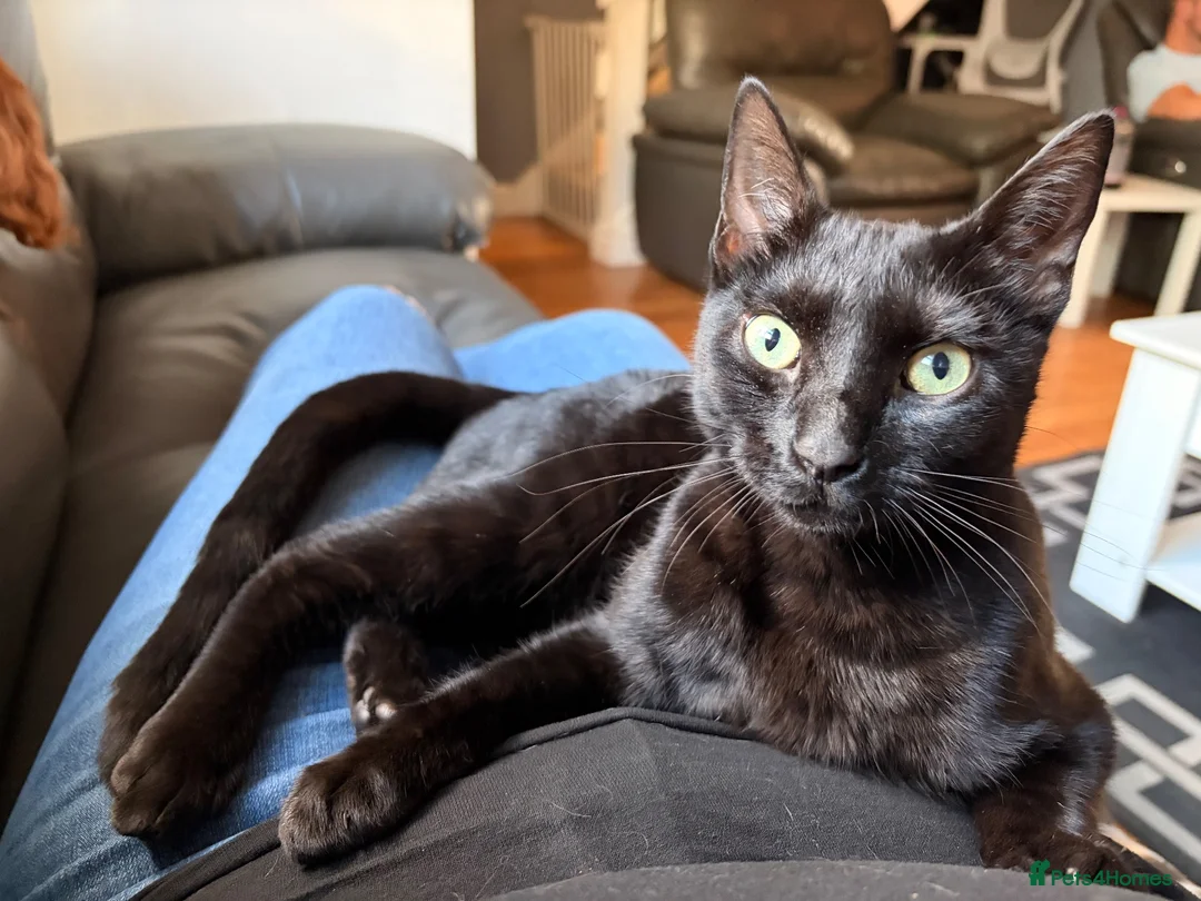 Domestic Shorthair cats for sale: Loving cat for rehome in Ashton-under-Lyne - Advert 1