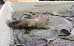 Whippet dogs for sale: Whippet , blue and blue and white puppies for sale - Image 19
